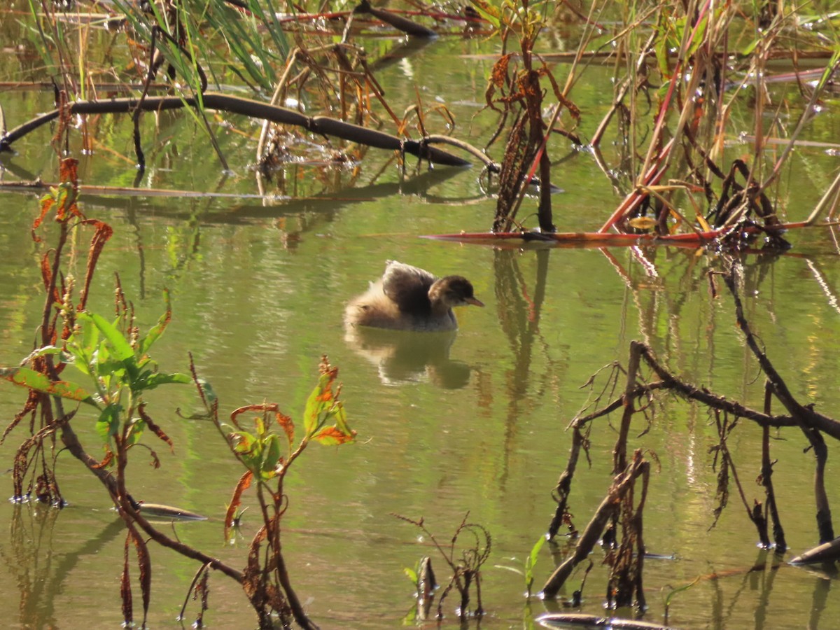 Little Grebe - ML450797231