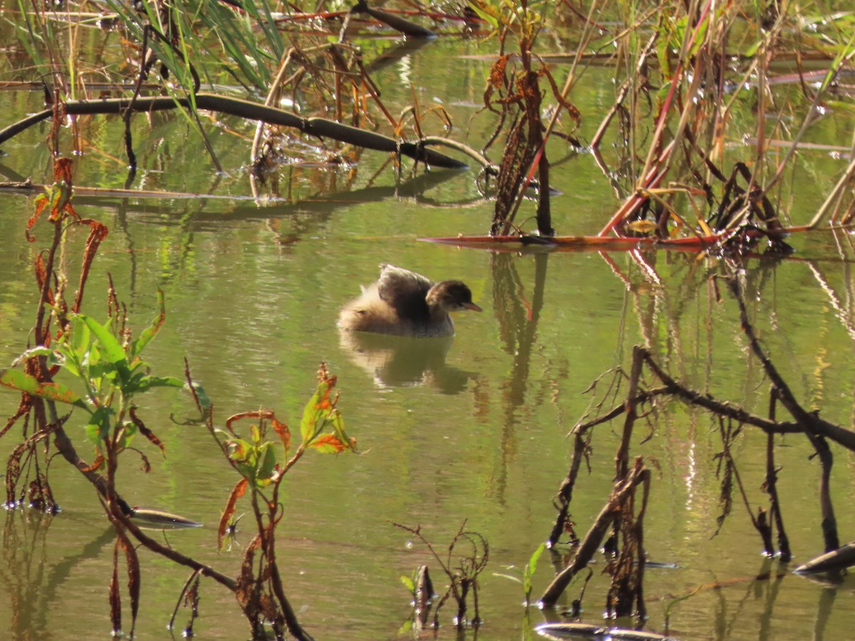 Little Grebe - ML450797241