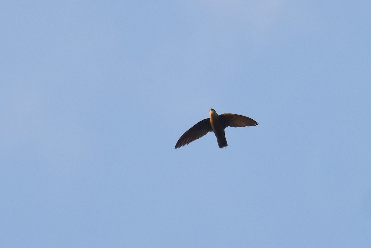 Chimney Swift - ML450798291