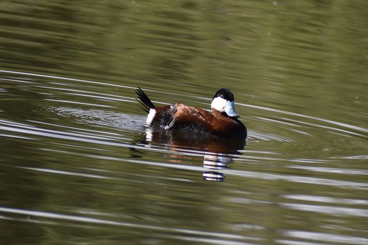 Ruddy Duck - ML450798401
