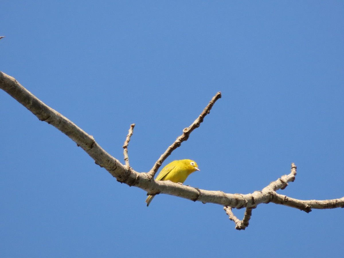 Southern Yellow White-eye - ML450798921