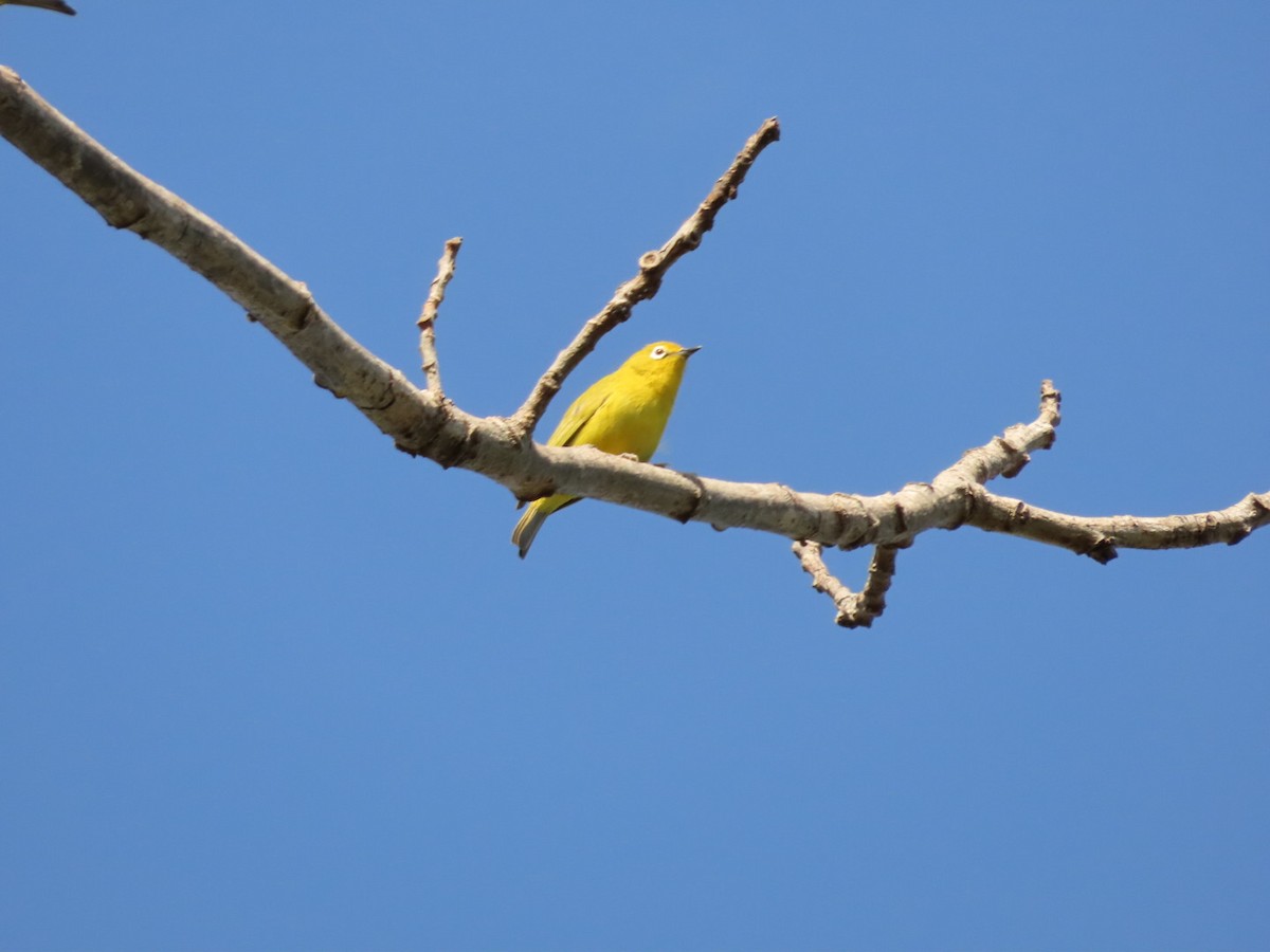 Southern Yellow White-eye - ML450798931