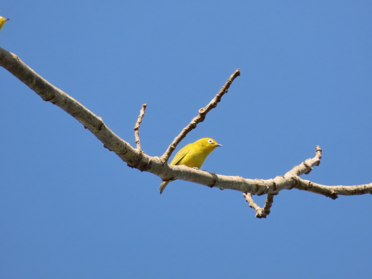 Southern Yellow White-eye - ML450798951