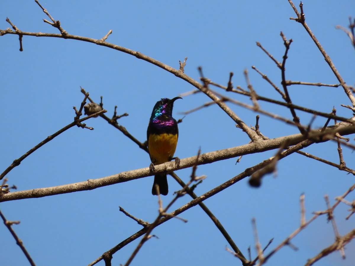 Variable Sunbird - Lloyd Nelson