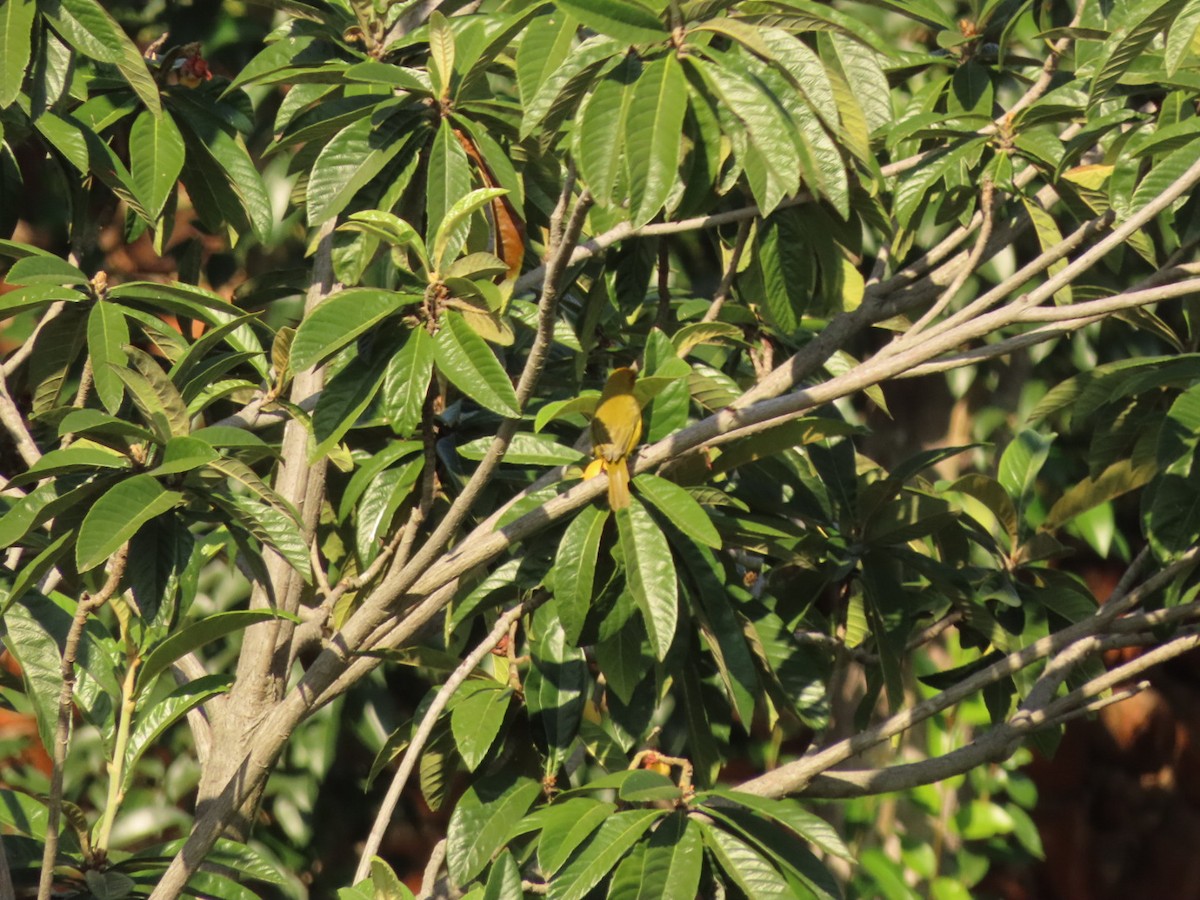 Holub's Golden-Weaver - Lloyd Nelson