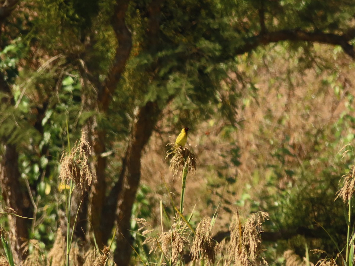 Village Weaver - Lloyd Nelson