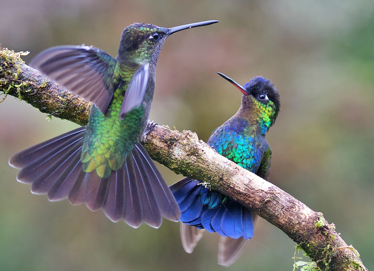 Fiery-throated Hummingbird - ML450800051