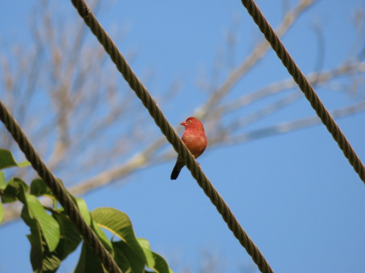 Red-billed Firefinch - ML450800091