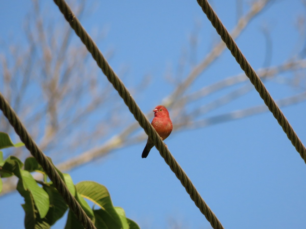 Red-billed Firefinch - Lloyd Nelson