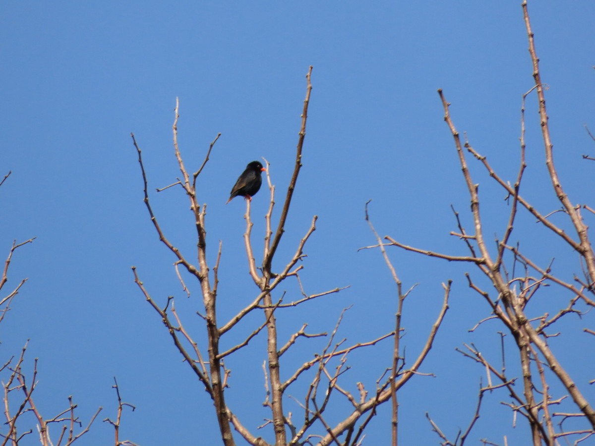 Viuda Senegalesa - ML450800371