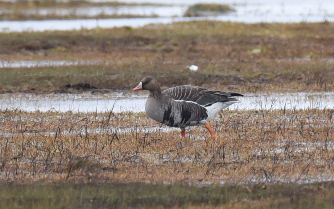 Greater White-fronted Goose - ML450801381