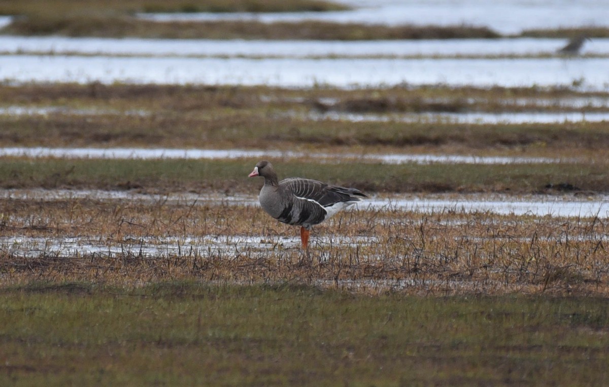 Greater White-fronted Goose - ML450801391