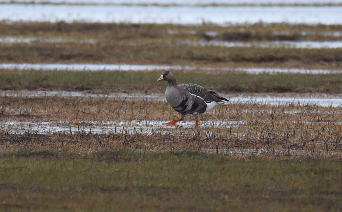 Greater White-fronted Goose - ML450801561