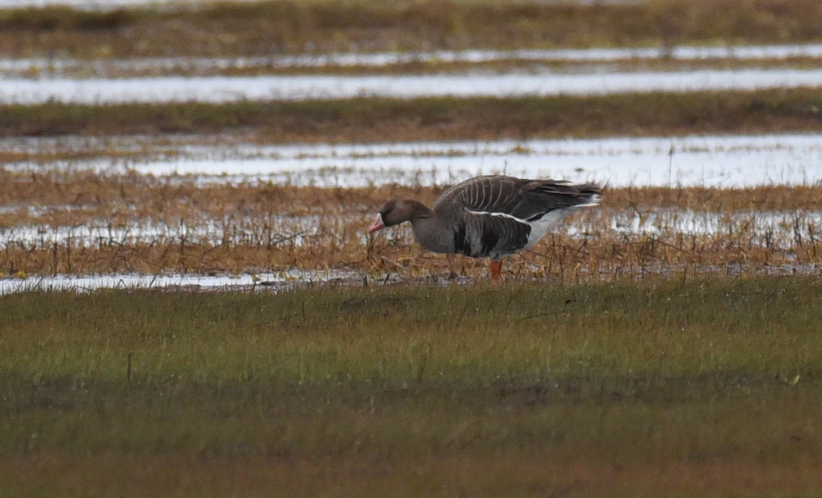 Greater White-fronted Goose - ML450801571