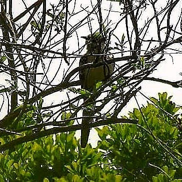 Great Spotted Cuckoo - Matt  Doyle