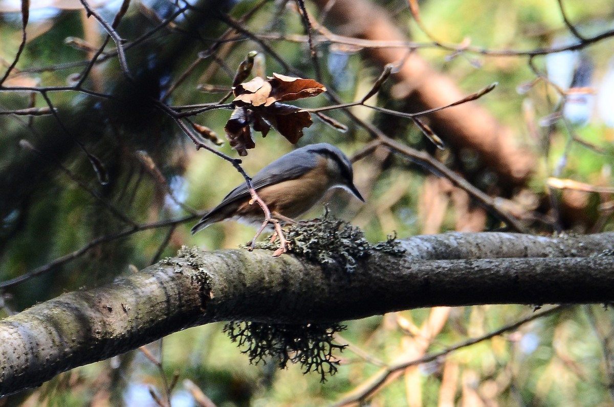 Eurasian Nuthatch - ML450801671