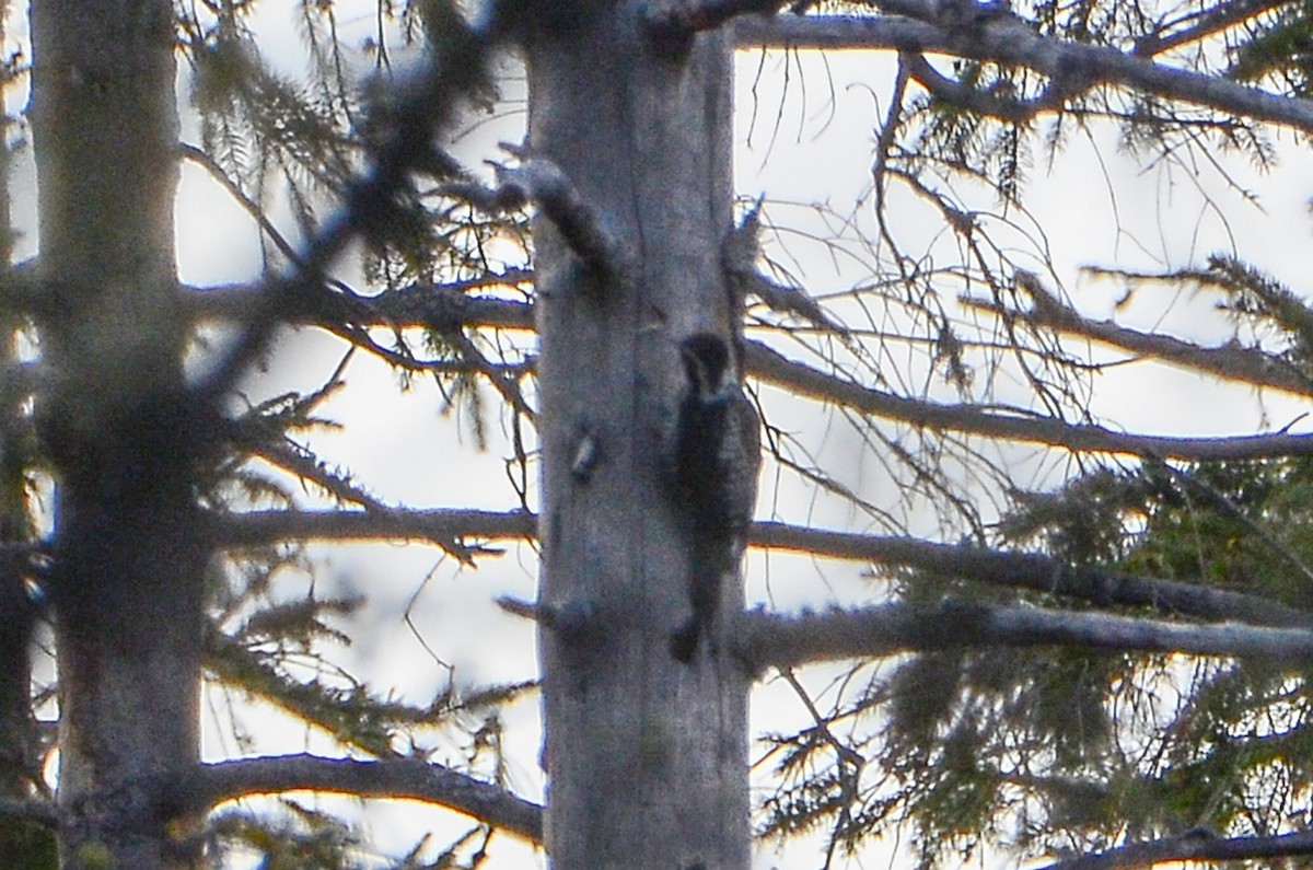 Eurasian Three-toed Woodpecker - ML450801741