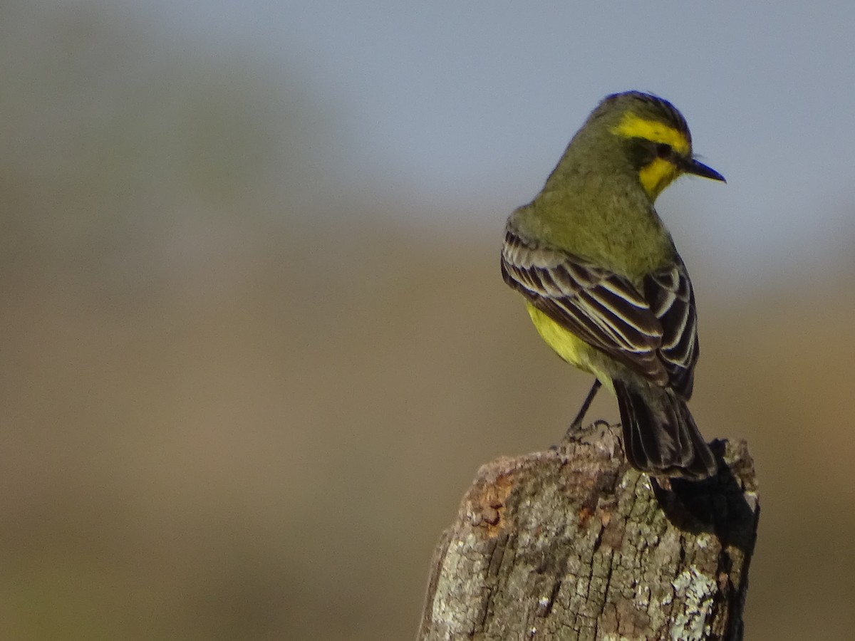 Moucherolle à sourcils jaunes - ML450801921