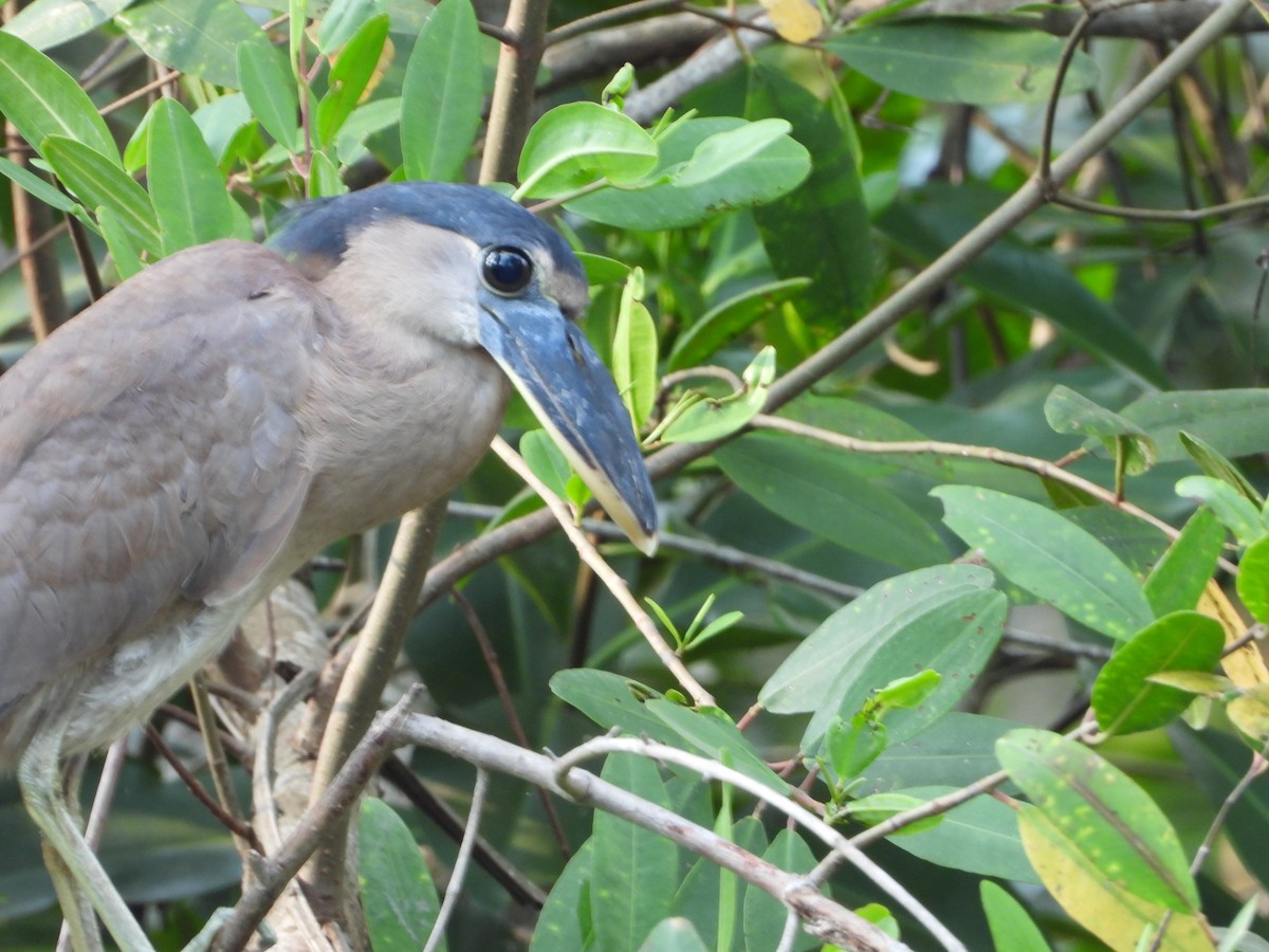 Martinete Cucharón - ML450802331