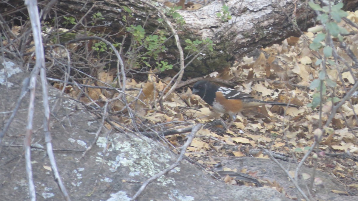 Spotted Towhee - ML450803151
