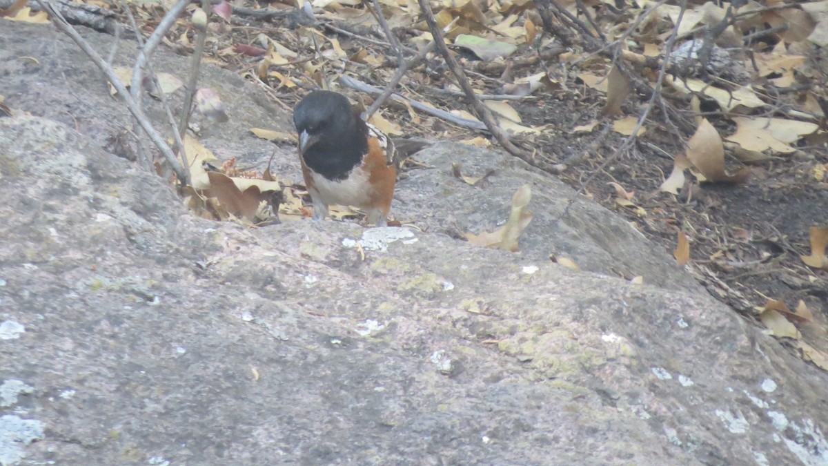 Spotted Towhee - ML450803161