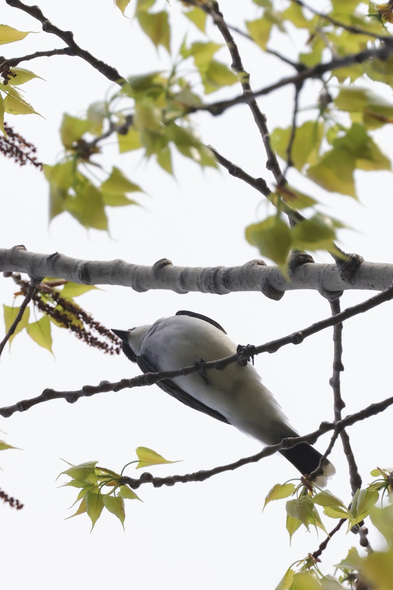 Eastern Kingbird - ML450803621