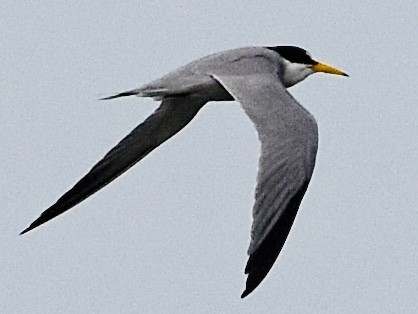 Least Tern - ML450804211