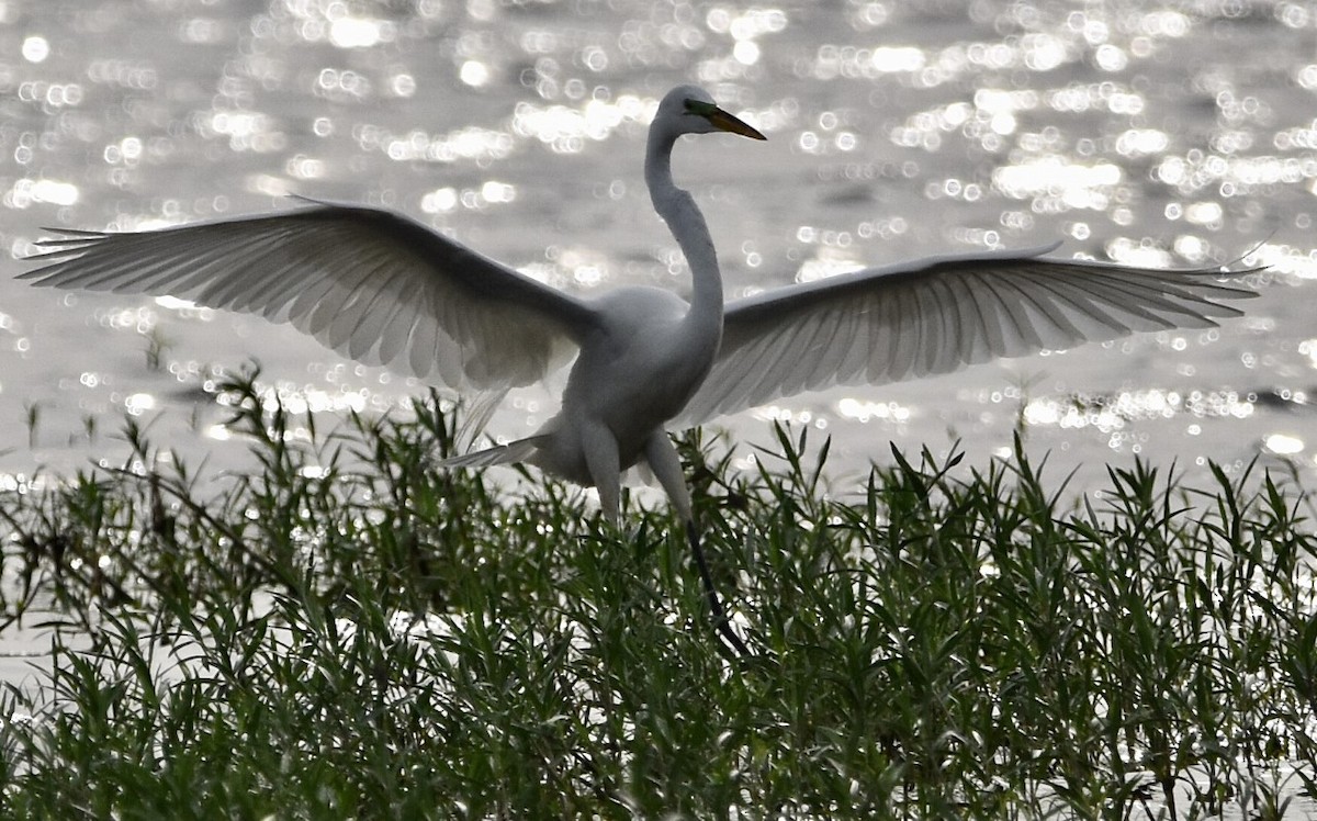 Great Egret - ML450804391