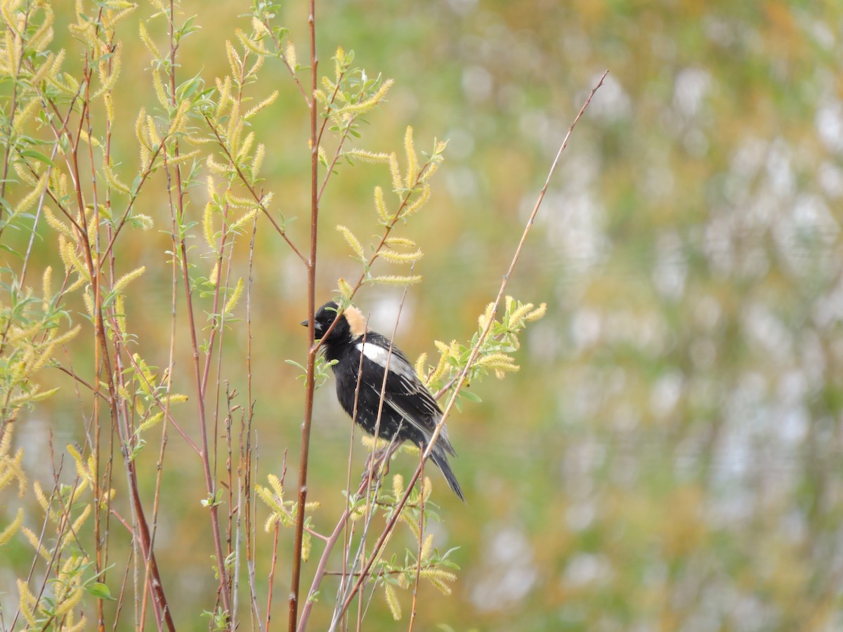 bobolink americký - ML450804411