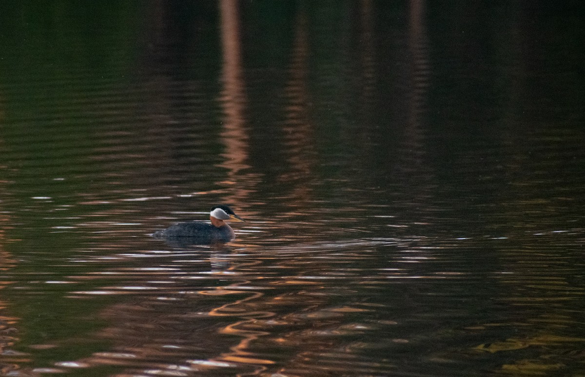 Red-necked Grebe - ML450805291