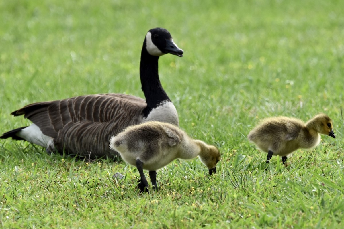 Canada Goose - Jason C. Martin