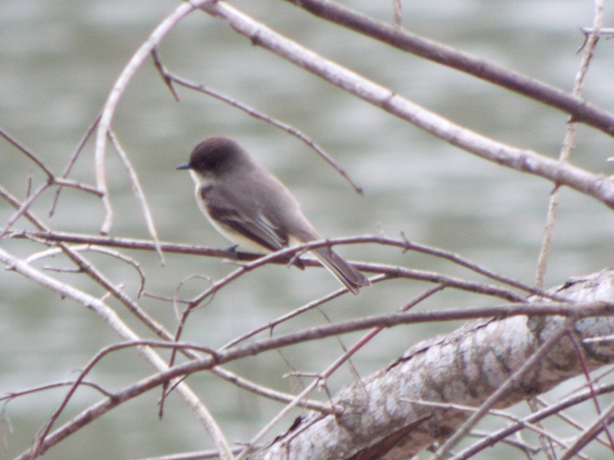 Eastern Phoebe - ML45080571