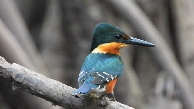 American Pygmy Kingfisher - ML450805761