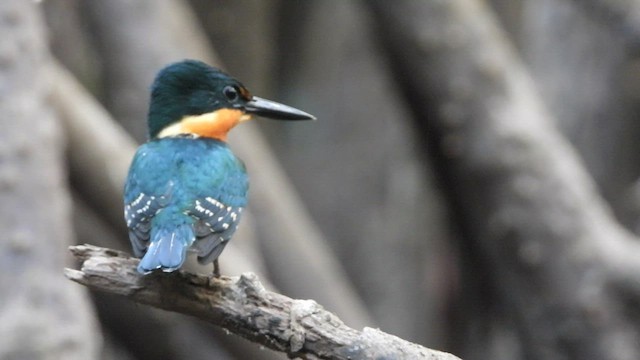 American Pygmy Kingfisher - ML450805831