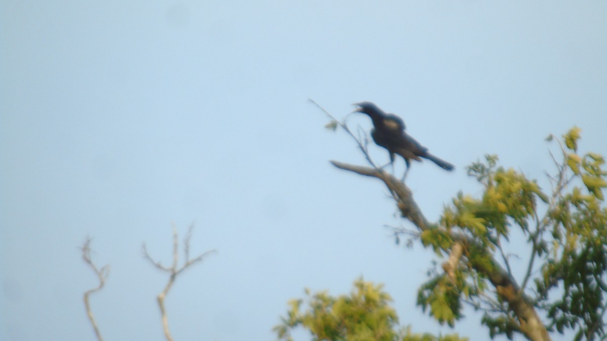 Giant Cowbird - ML450805871