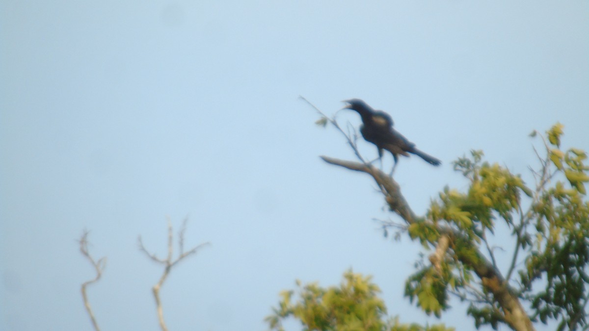 Giant Cowbird - joaquin cinti lucero