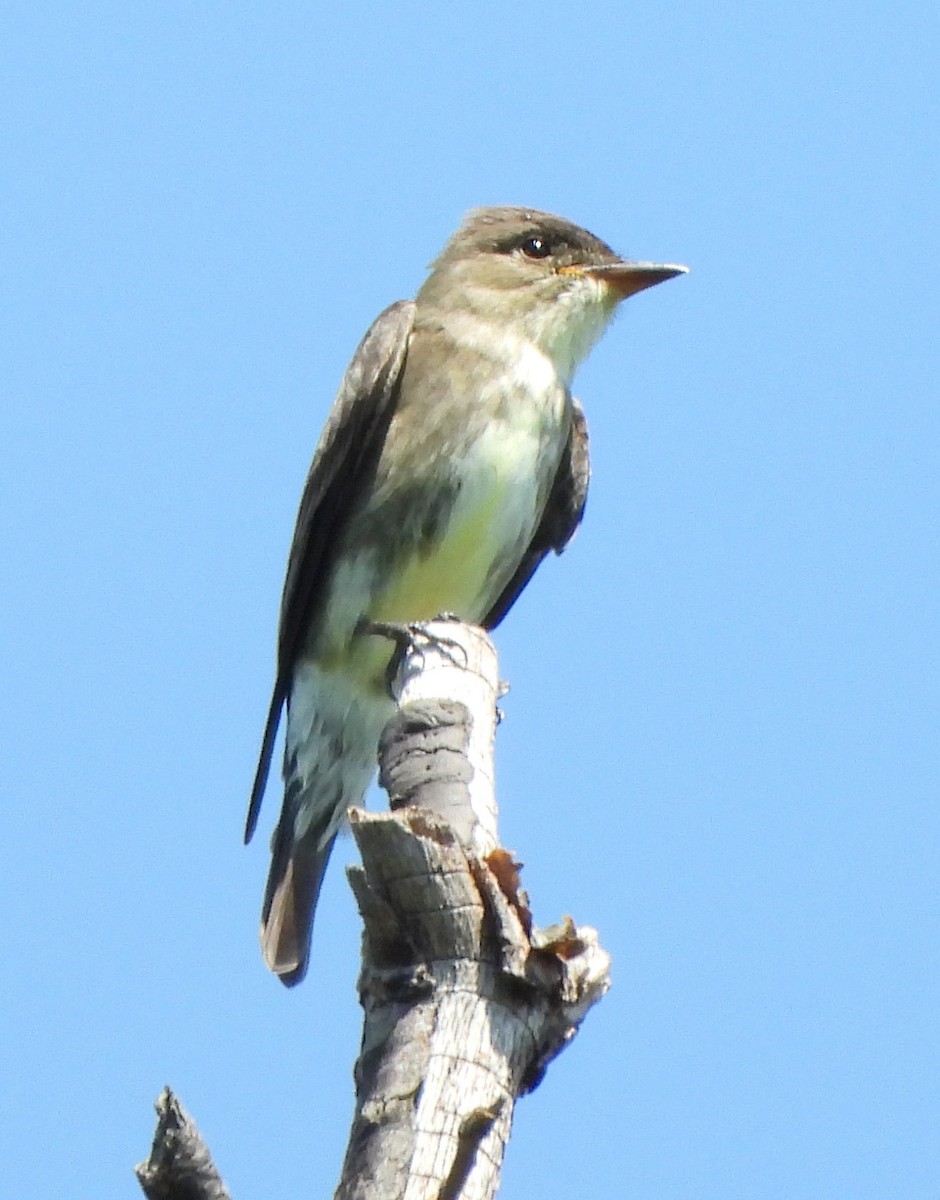 Olive-sided Flycatcher - ML450807211