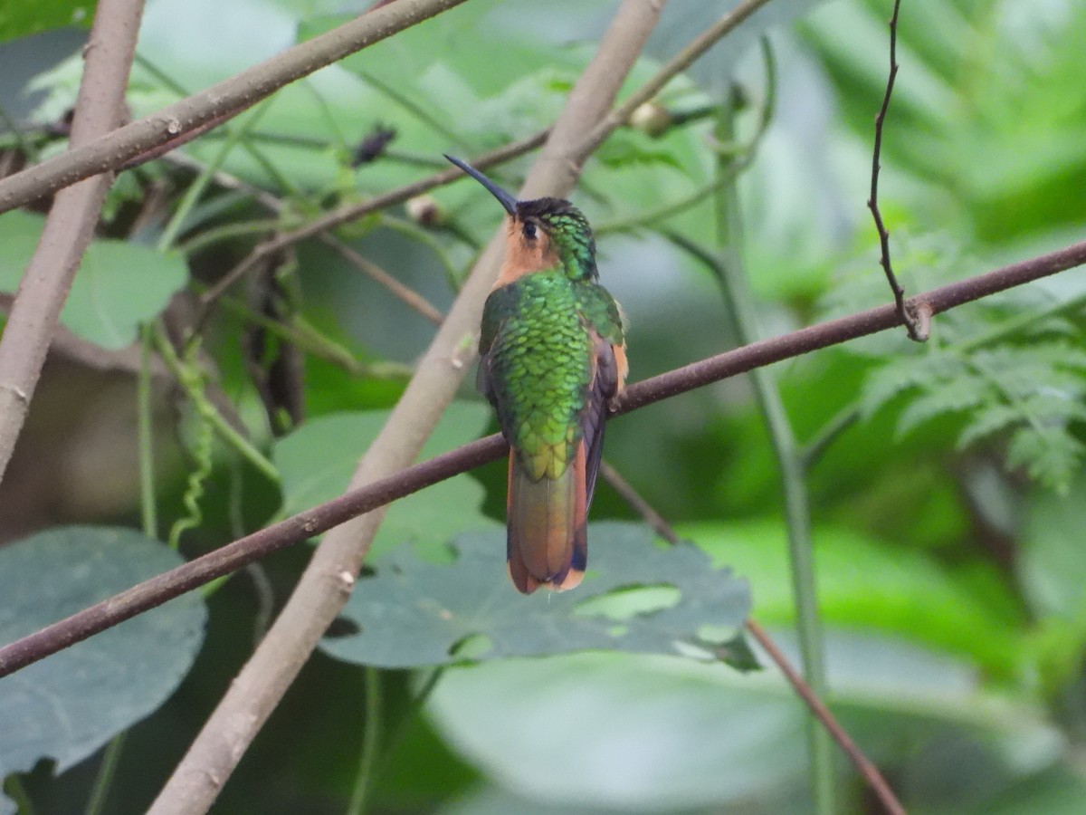 kolibřík pestroocasý - ML450807761