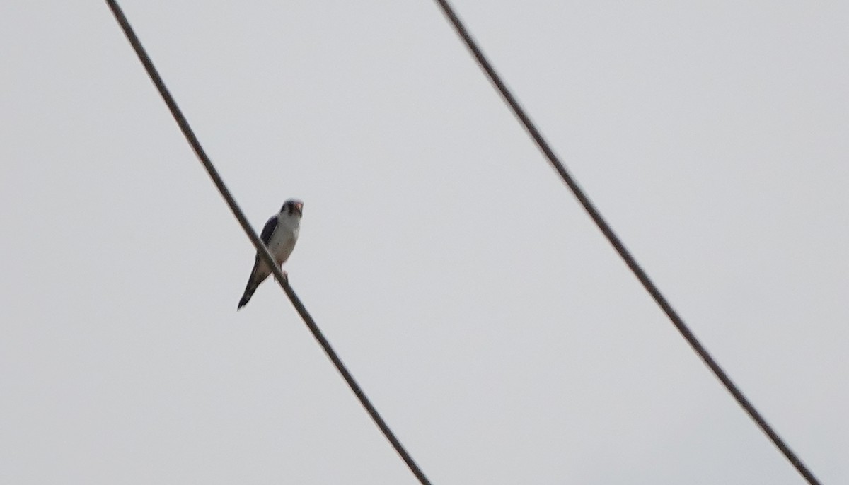 American Kestrel - Billie Knight