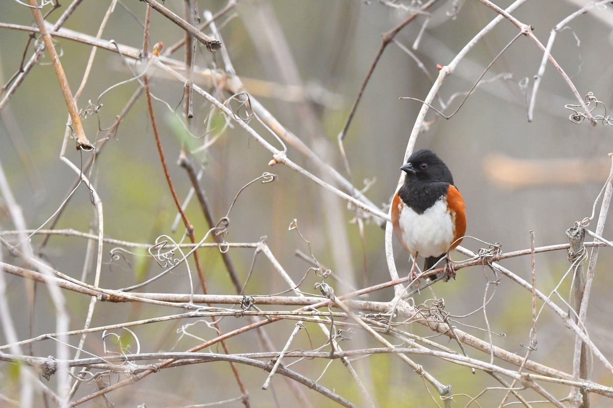 Eastern Towhee (Red-eyed) - ML450809551