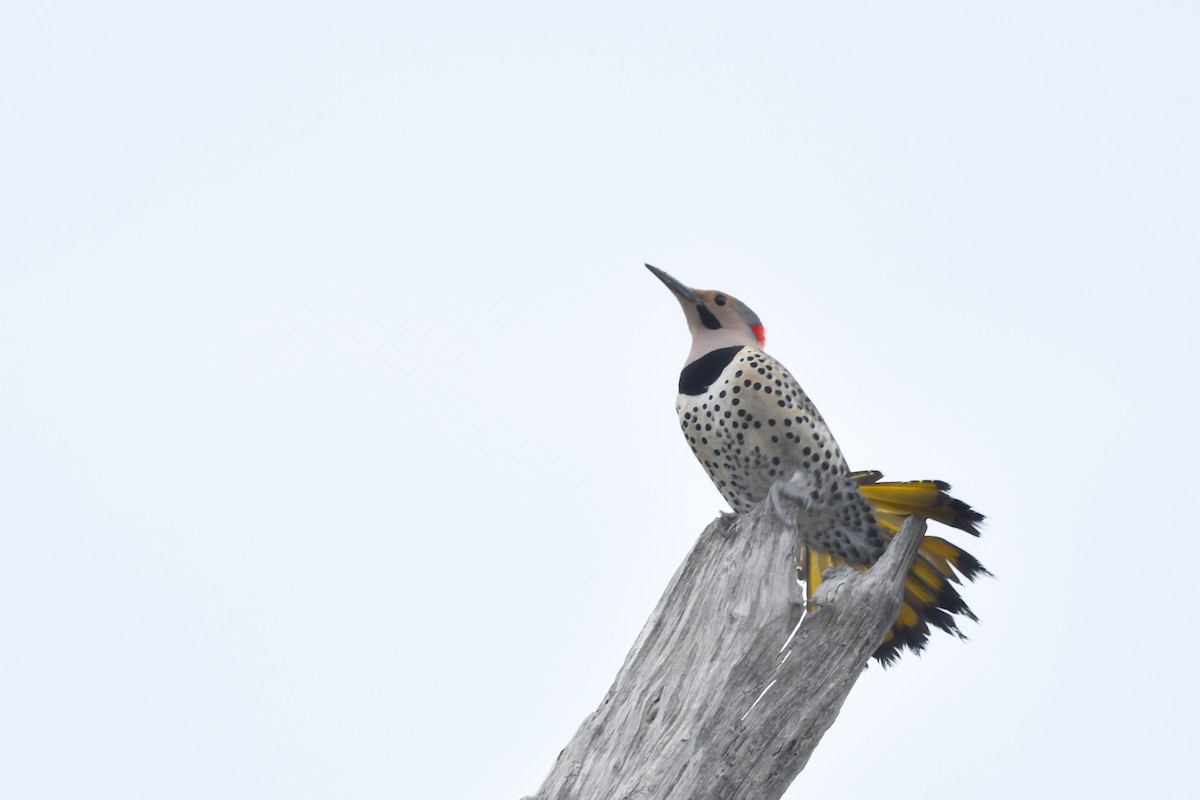 Northern Flicker (Yellow-shafted) - Jonathan Irons