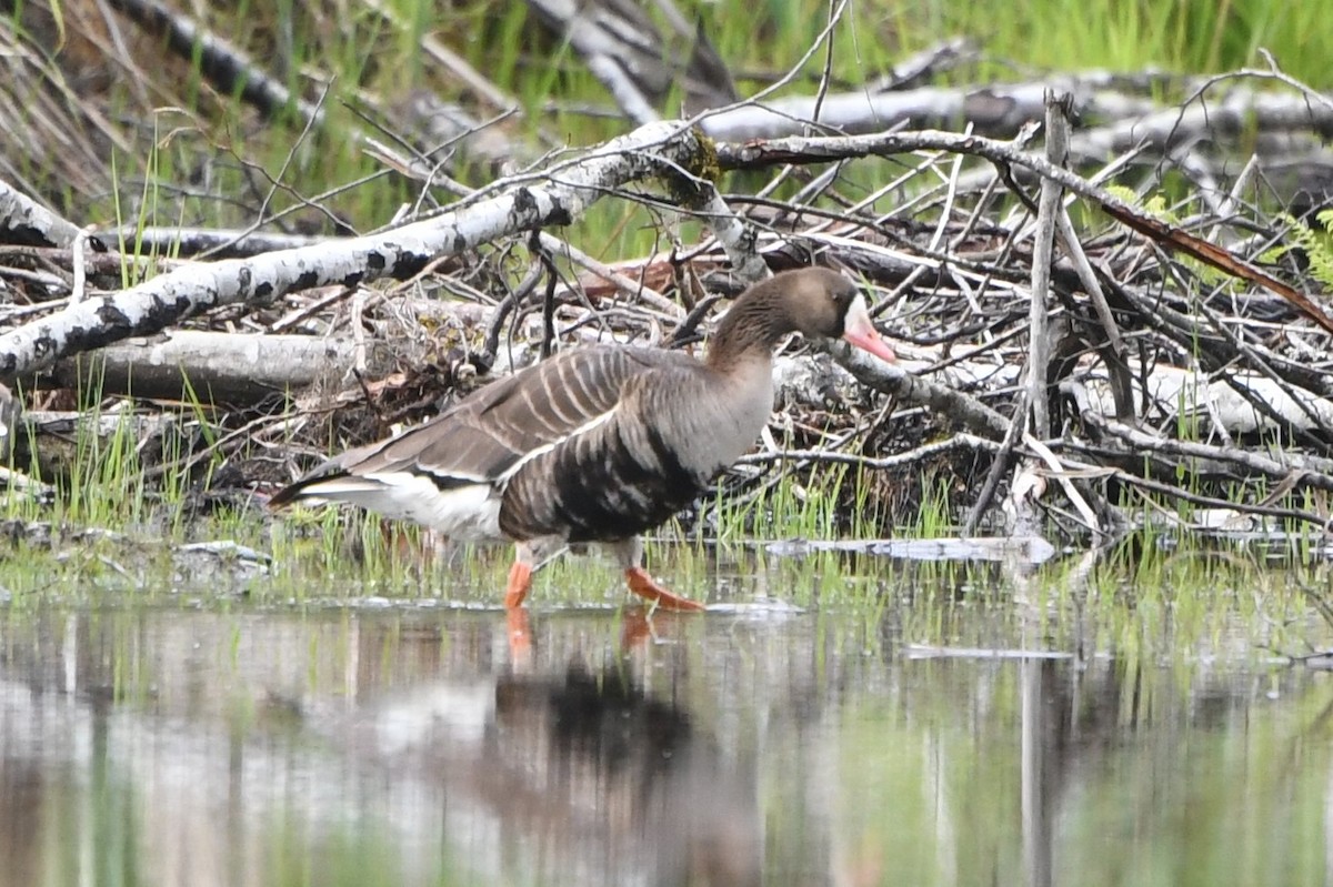 Greater White-fronted Goose - ML450814611