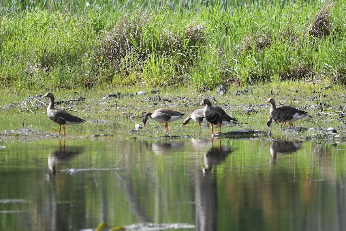 Greater White-fronted Goose (Western) - ML450814701