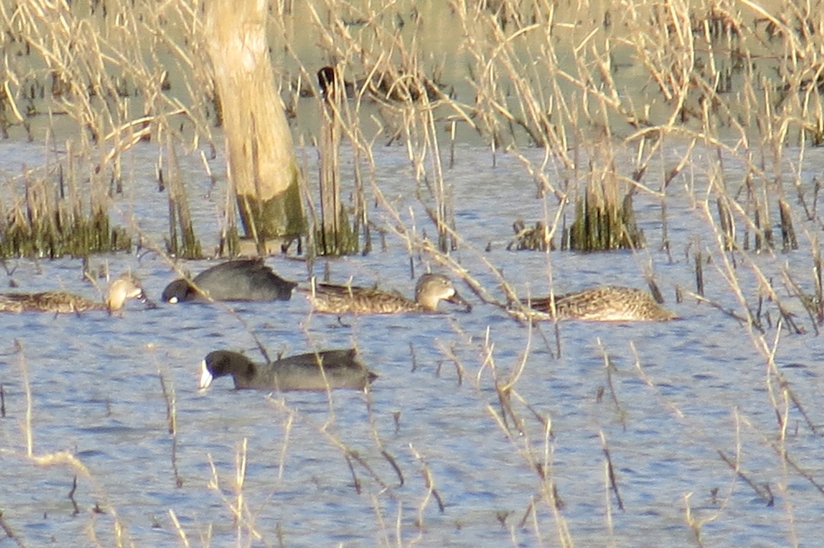 Blue-winged Teal - ML45081551
