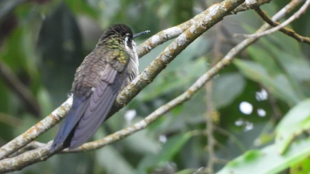 kolibřík salvadorský - ML450815641