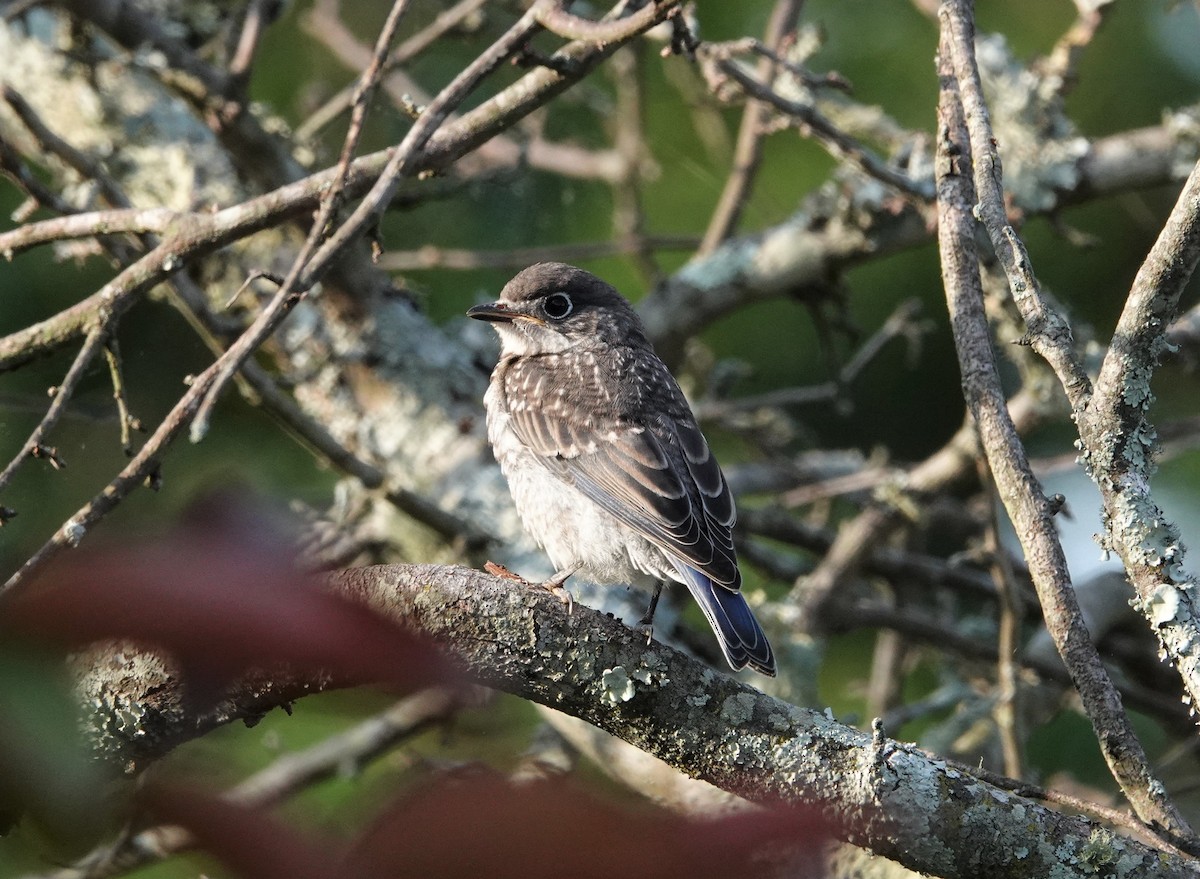 Eastern Bluebird - ML450815751
