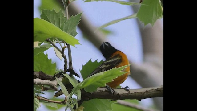 Baltimore Oriole - ML450816321