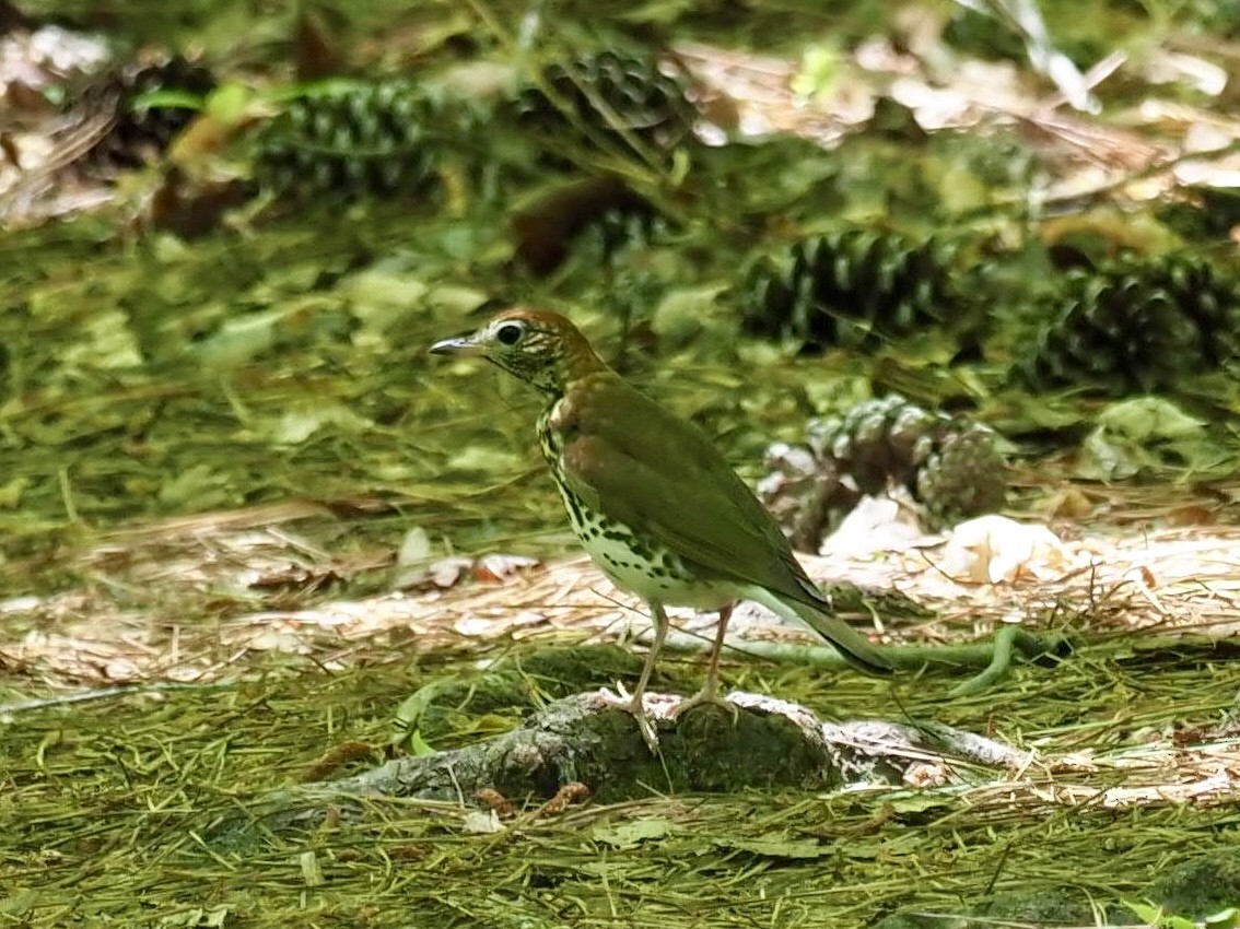 Wood Thrush - Melanie Crawford