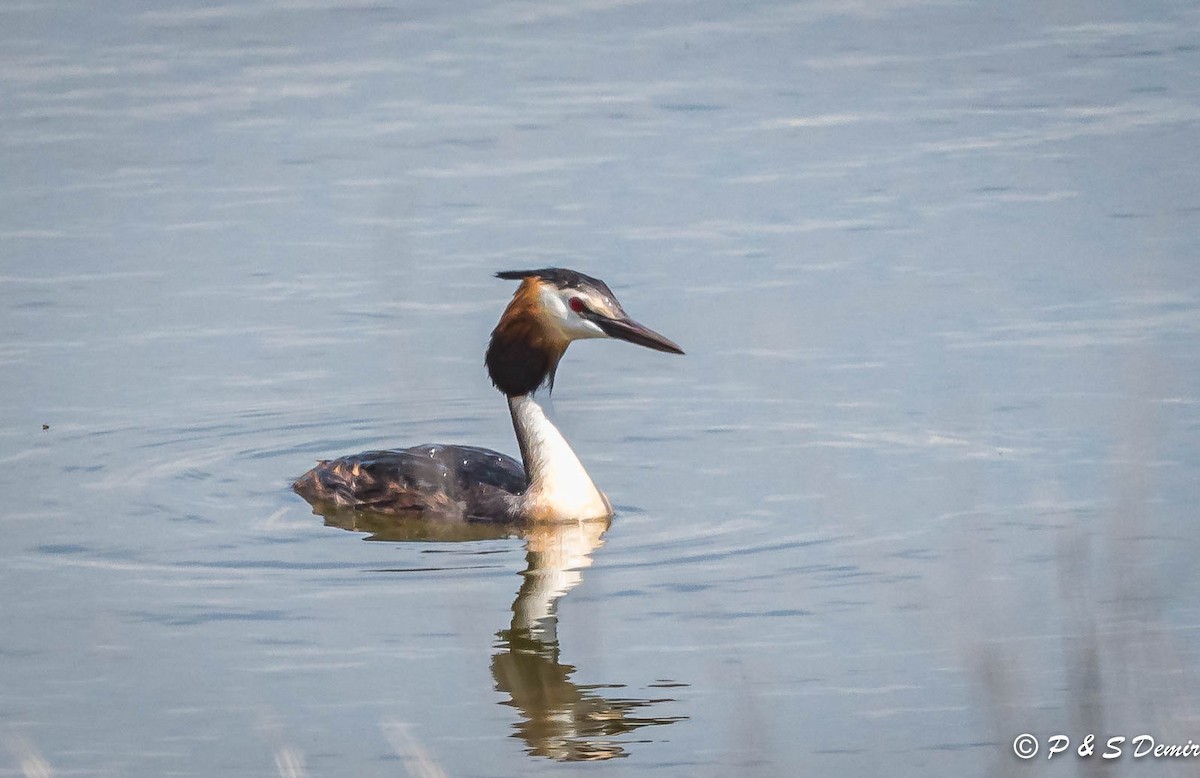 Great Crested Grebe - ML450817301