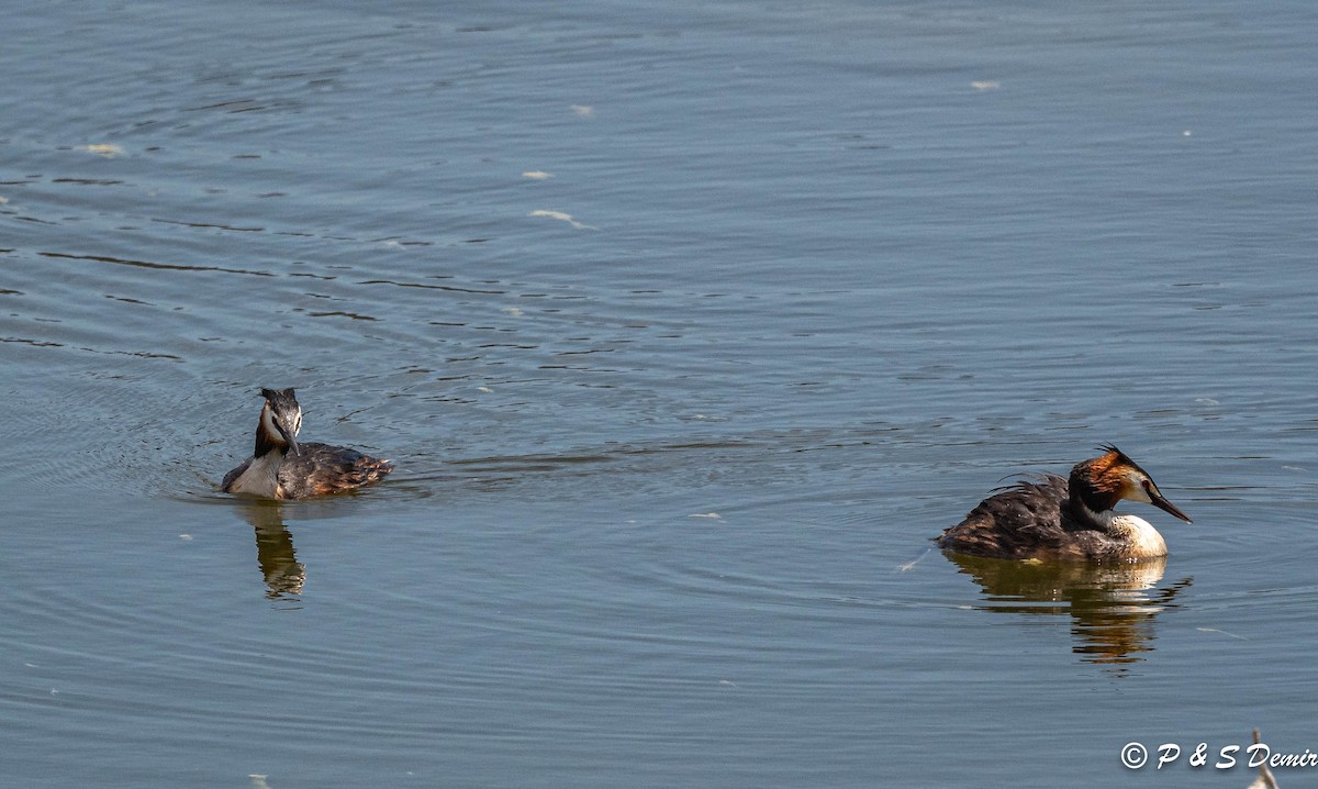 Great Crested Grebe - ML450817401